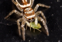 Une Saltique (Araneae - Salticidae - Icius subinermis)